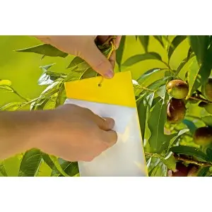 Capcane galbene pentru insecte 24x10 cm Stocker, set 5 buc Capcane galbene pentru insecte 24x10 cm Stocker, set 5 buc