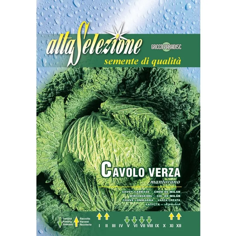 Seminte varza creata Mantovano Alta Selezione