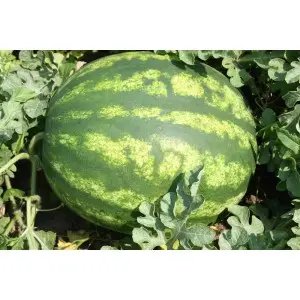 Seminte pepene verde Crimson Sweet