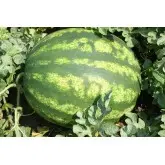 Seminte pepene verde Crimson Sweet