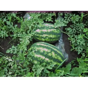 Seminte pepene verde Royal Fantasy F1