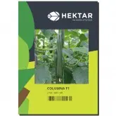 Seminte castraveti Columna F1 (AS LD 102 F1)