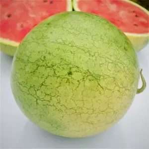 Seminte pepene verde Danubiana F1