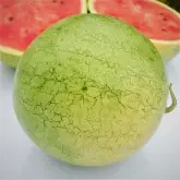 Seminte pepene verde Danubiana F1