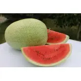 Seminte pepene verde Kratos F1