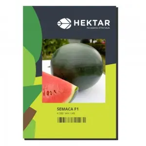 Seminte pepene verde Semaca F1
