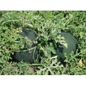Seminte pepene verde Semaca F1