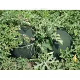 Seminte pepene verde Semaca F1