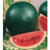 Seminte pepene verde Sugar Baby