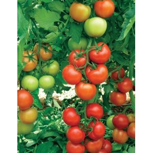 Seminte tomate Oltena (AS5 311) F1