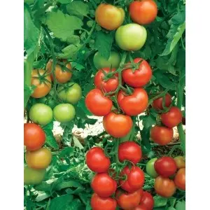 Seminte tomate Oltena (AS5 311) F1