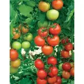 Seminte tomate Oltena (AS5 311) F1