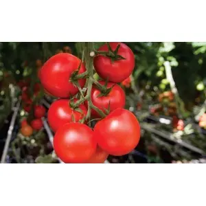 Seminte tomate Moldoveanu F1 (AS 307 F1)