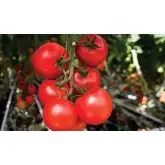 Seminte tomate Moldoveanu F1 (AS 307 F1)