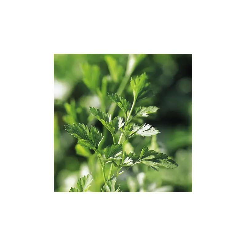 Seminte patrunjel de frunze Plain Leaved 2
