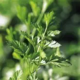 Seminte patrunjel de frunze Plain Leaved 2