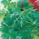 Seminte patrunjel de frunze Plain Leaved 2