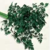 Seminte patrunjel de frunze Plain Leaved 2