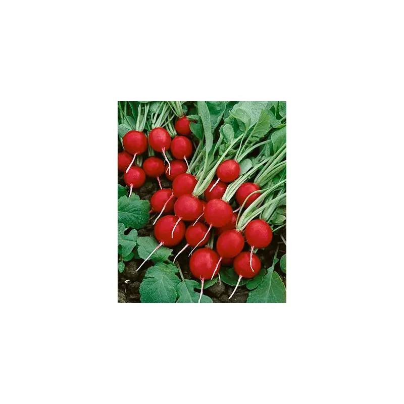 Seminte ridichi Cherry Belle