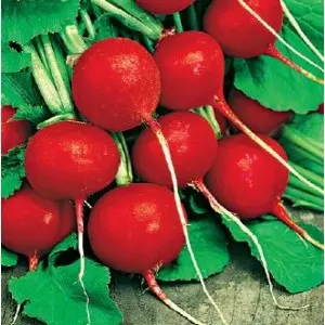 Seminte ridichi Cherry Belle