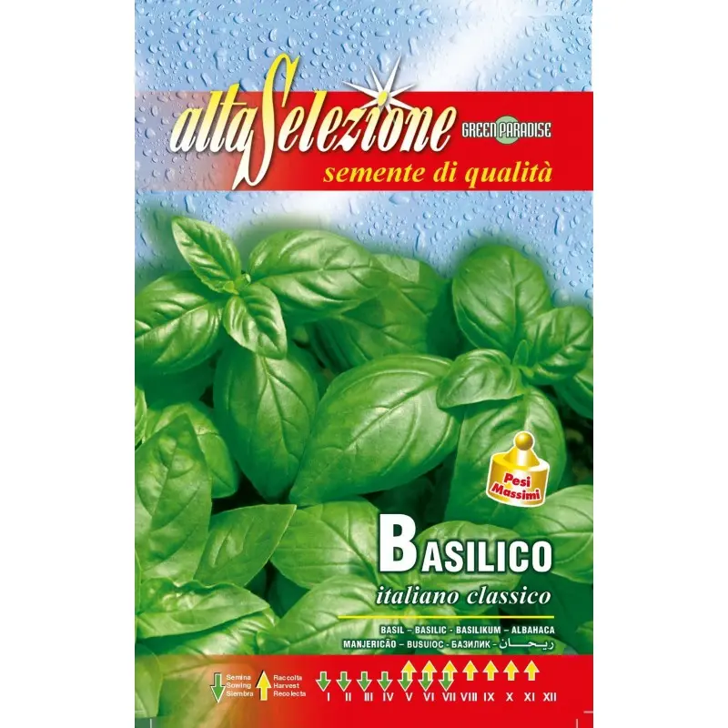 Seminte busuioc Italiano Classico Alta Selezione Qualita