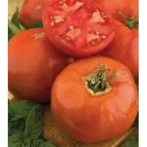 Seminte tomate Elisabeta