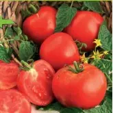 Seminte tomate Ghittia