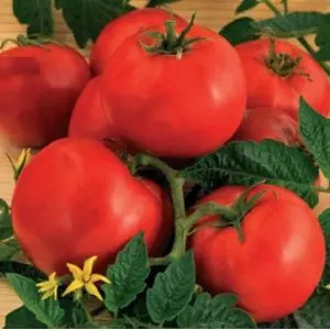Seminte tomate Ruxandra