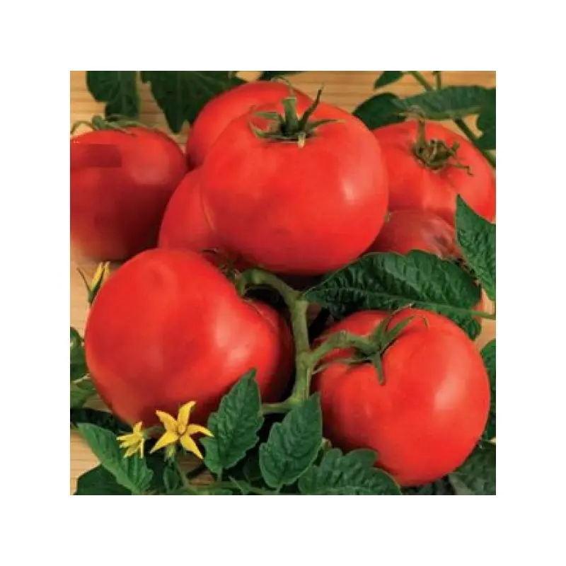Seminte tomate Ruxandra
