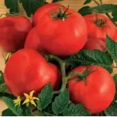Seminte tomate Ruxandra