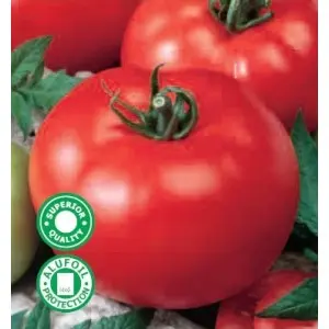 Seminte tomate Amalia