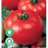 Seminte tomate Amalia