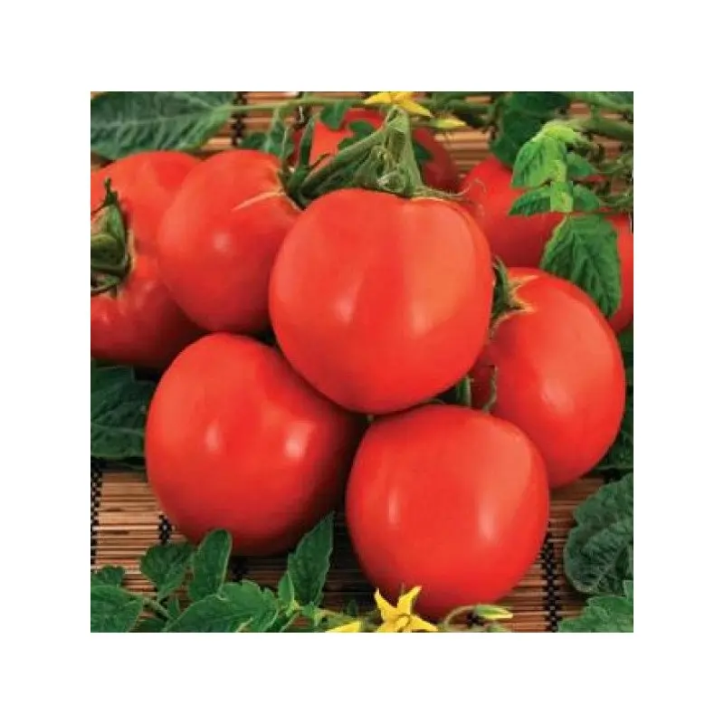 Seminte tomate Raluca