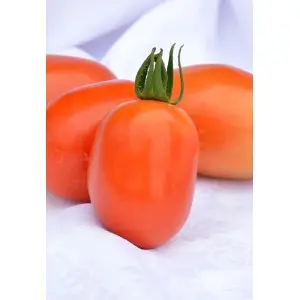 Seminte tomate Silvia (ASP 1605)