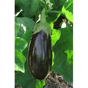 Seminte vinete Corvus