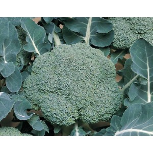 Seminte broccoli Belstar F1
