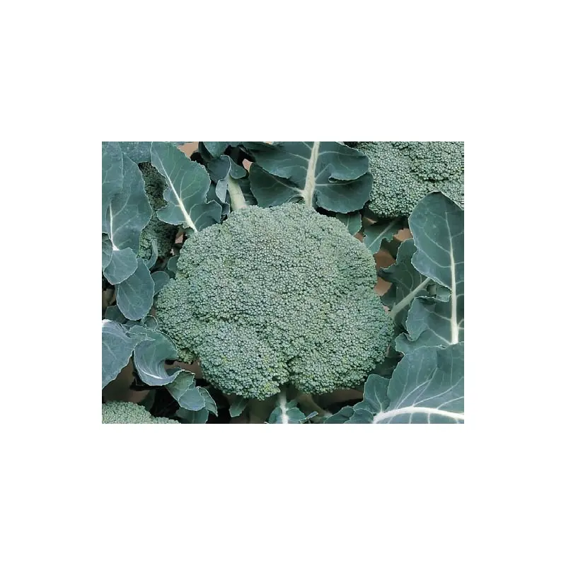 Seminte broccoli Belstar F1