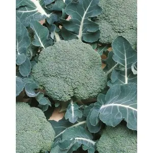 Seminte broccoli Belstar F1