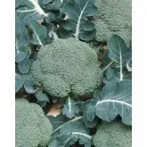 Seminte broccoli Belstar F1