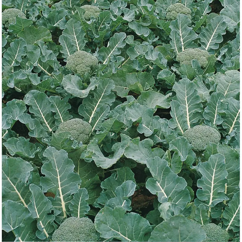 Seminte broccoli Fiesta F1