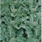 Seminte broccoli Fiesta F1