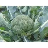 Seminte broccoli Fiesta F1