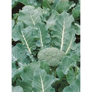 Seminte broccoli Fiesta F1