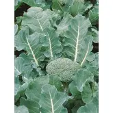 Seminte broccoli Fiesta F1