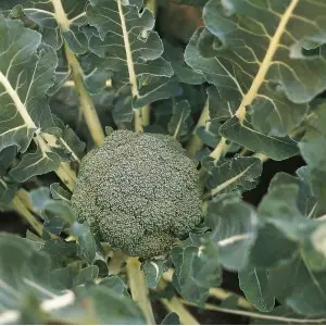 Seminte broccoli Lucky F1