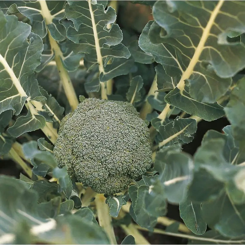 Seminte broccoli Lucky F1