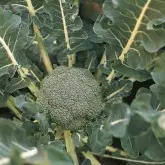 Seminte broccoli Lucky F1
