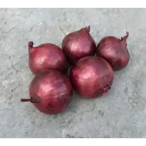 Seminte ceapa Red Rum F1