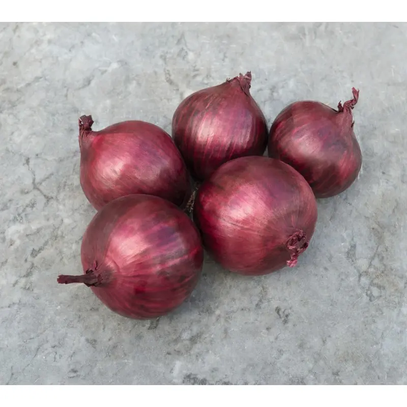 Seminte ceapa Red Rum F1