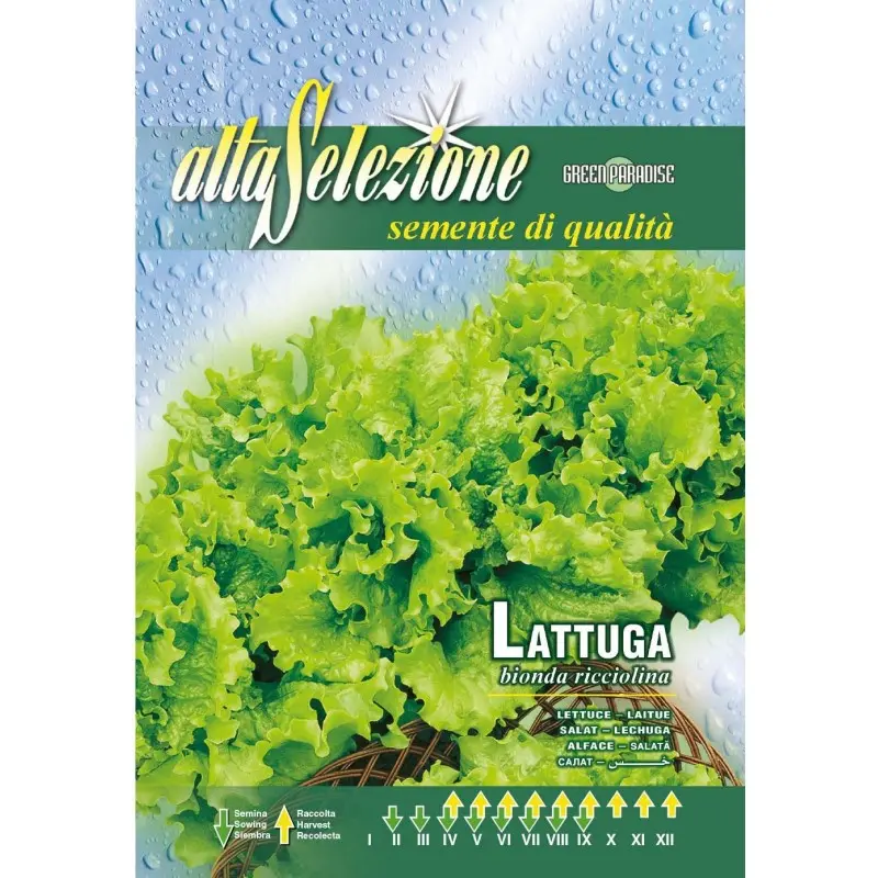 Seminte salata Bionda Ricciolina Alta Selezione